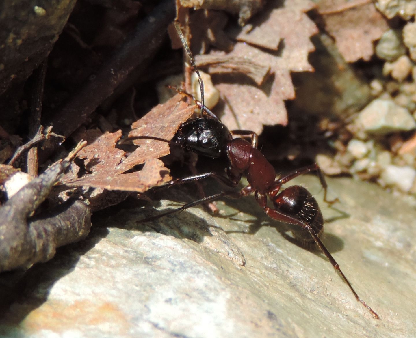 Tutte Camponotus ligniperda?