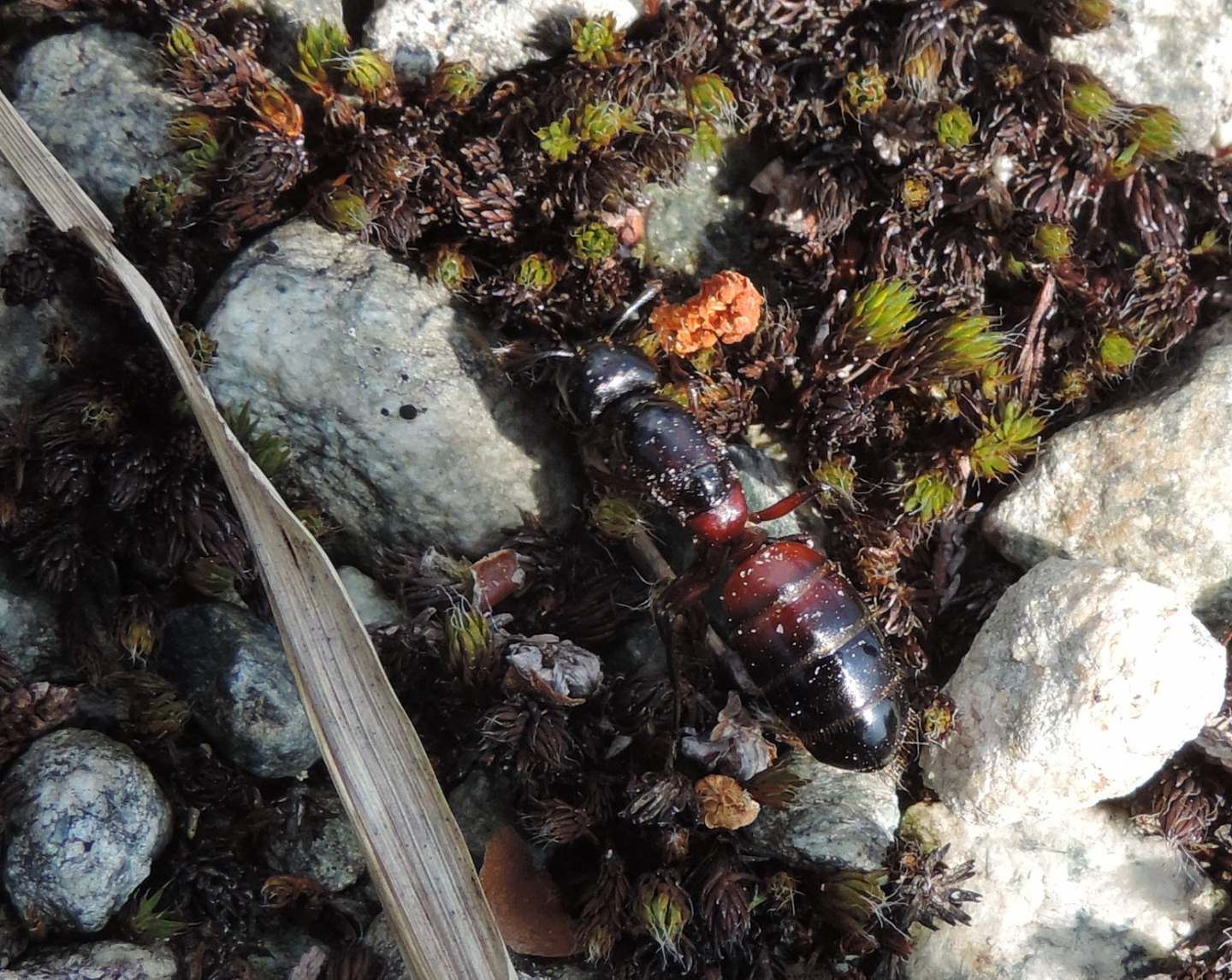 Tutte Camponotus ligniperda?