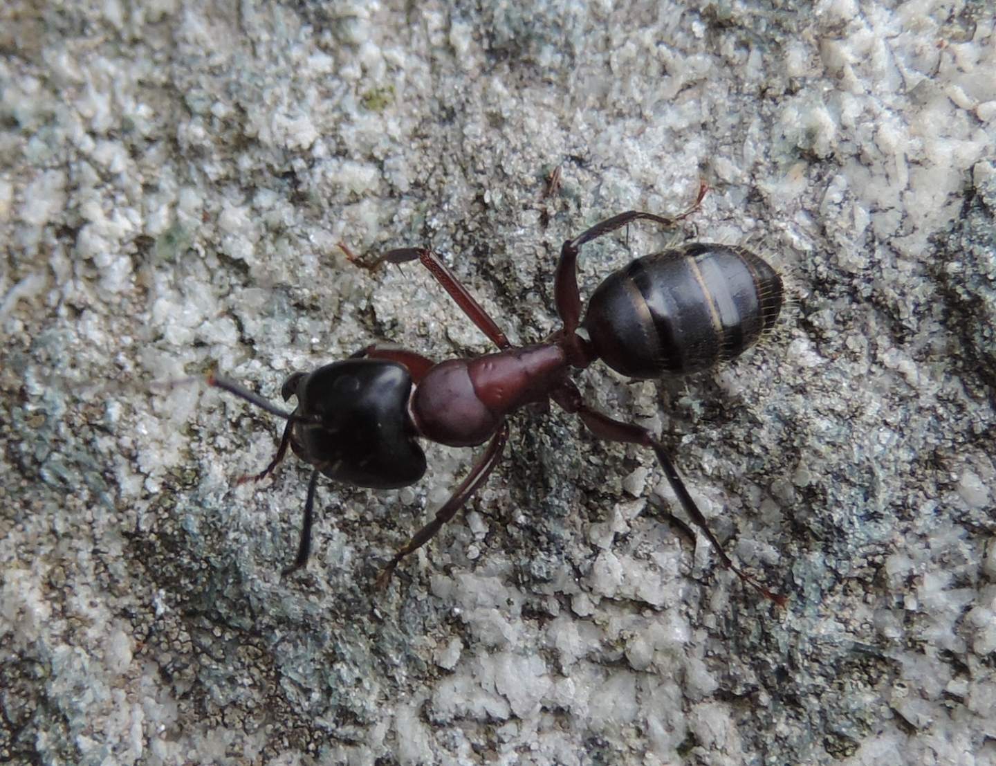 Tutte Camponotus ligniperda?