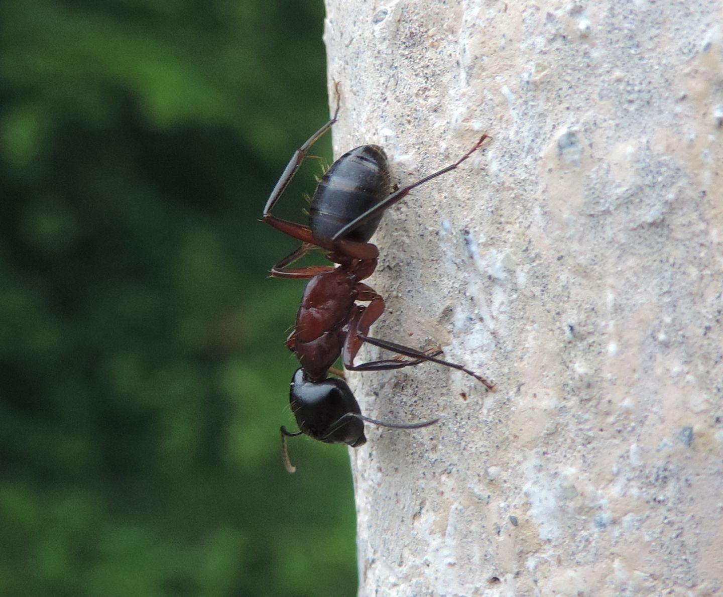 Tutte Camponotus ligniperda?