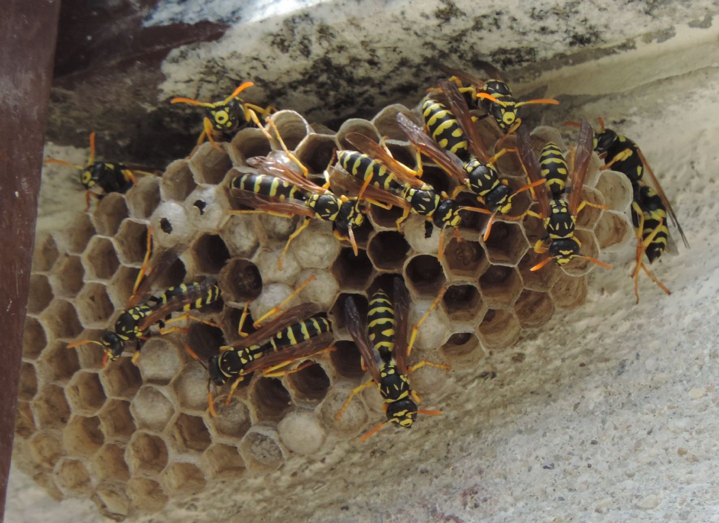 Nido di Polistes gallicus