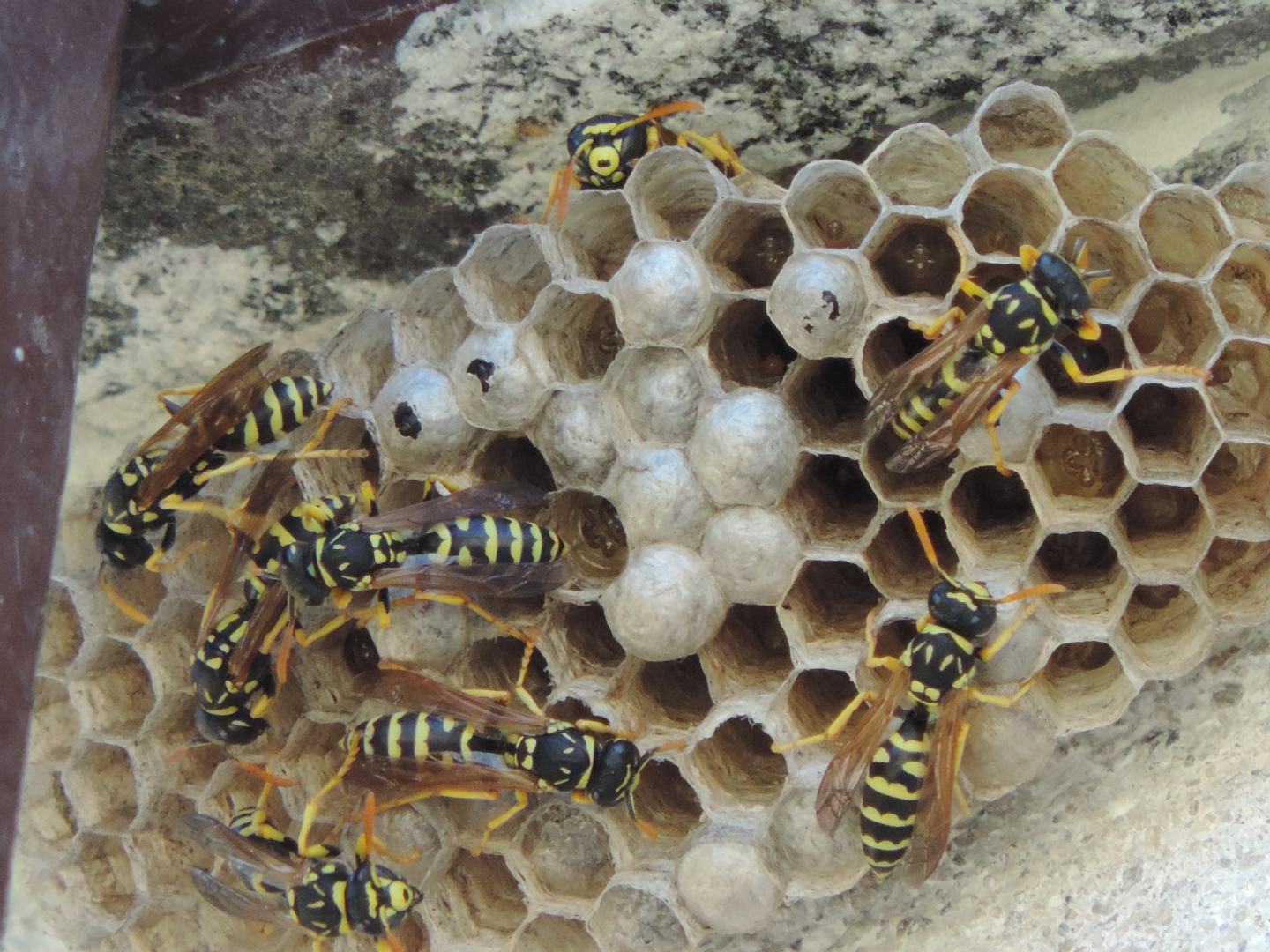 Nido di Polistes gallicus