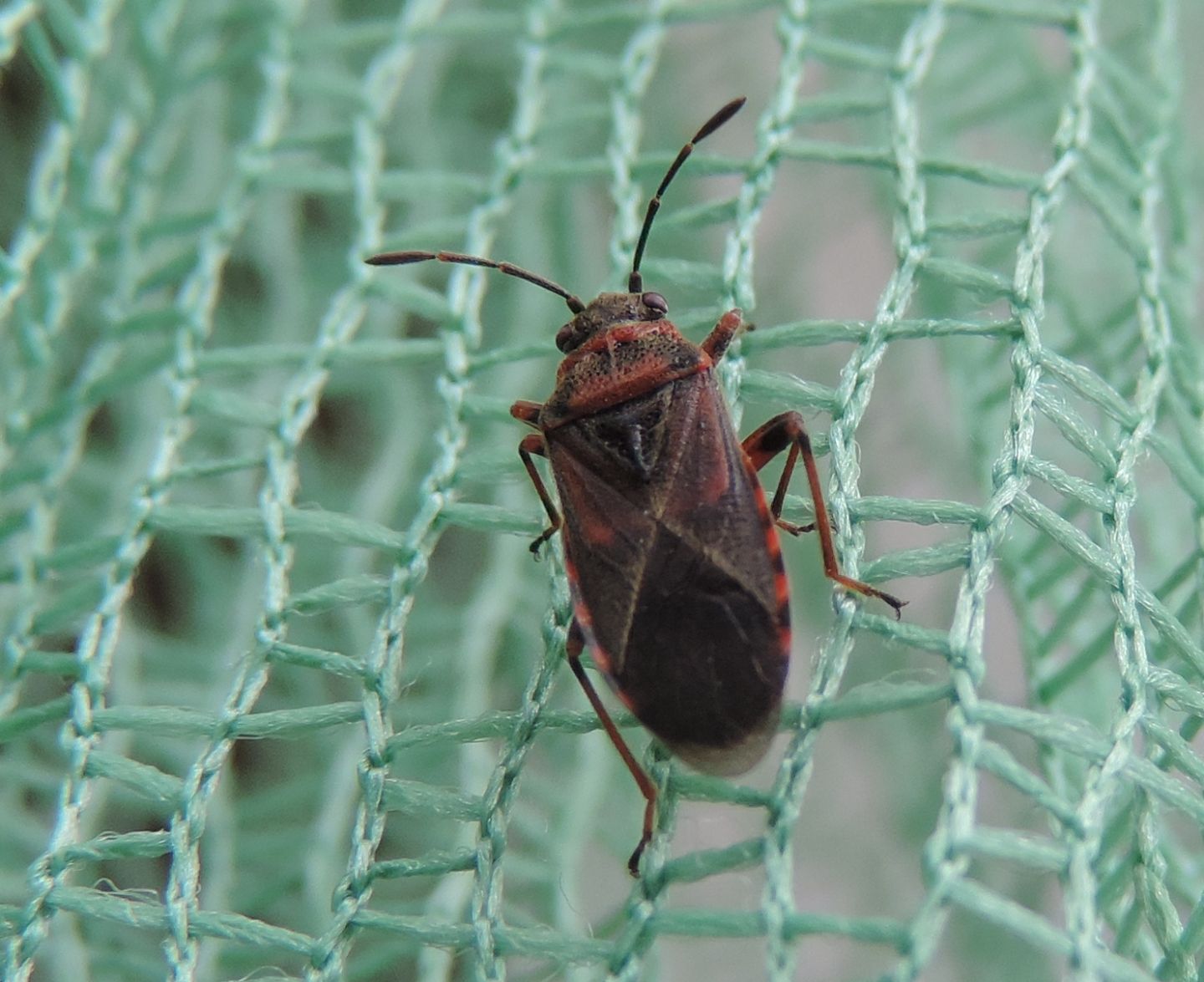 Lygaeidae: Arocatus melanocephalus del Piemonte (CN)