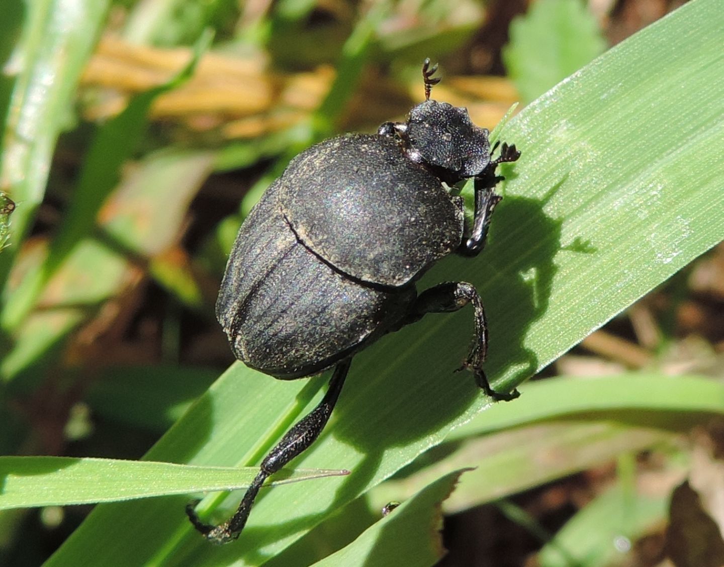 Sisyphus schaefferi, Scarabaeidae