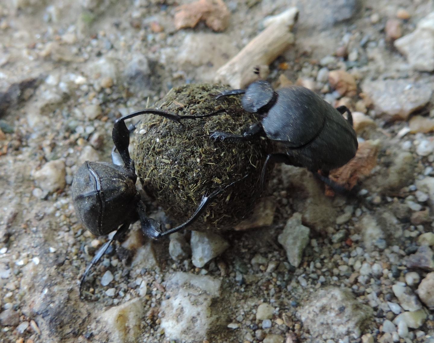 Sisyphus schaefferi, Scarabaeidae