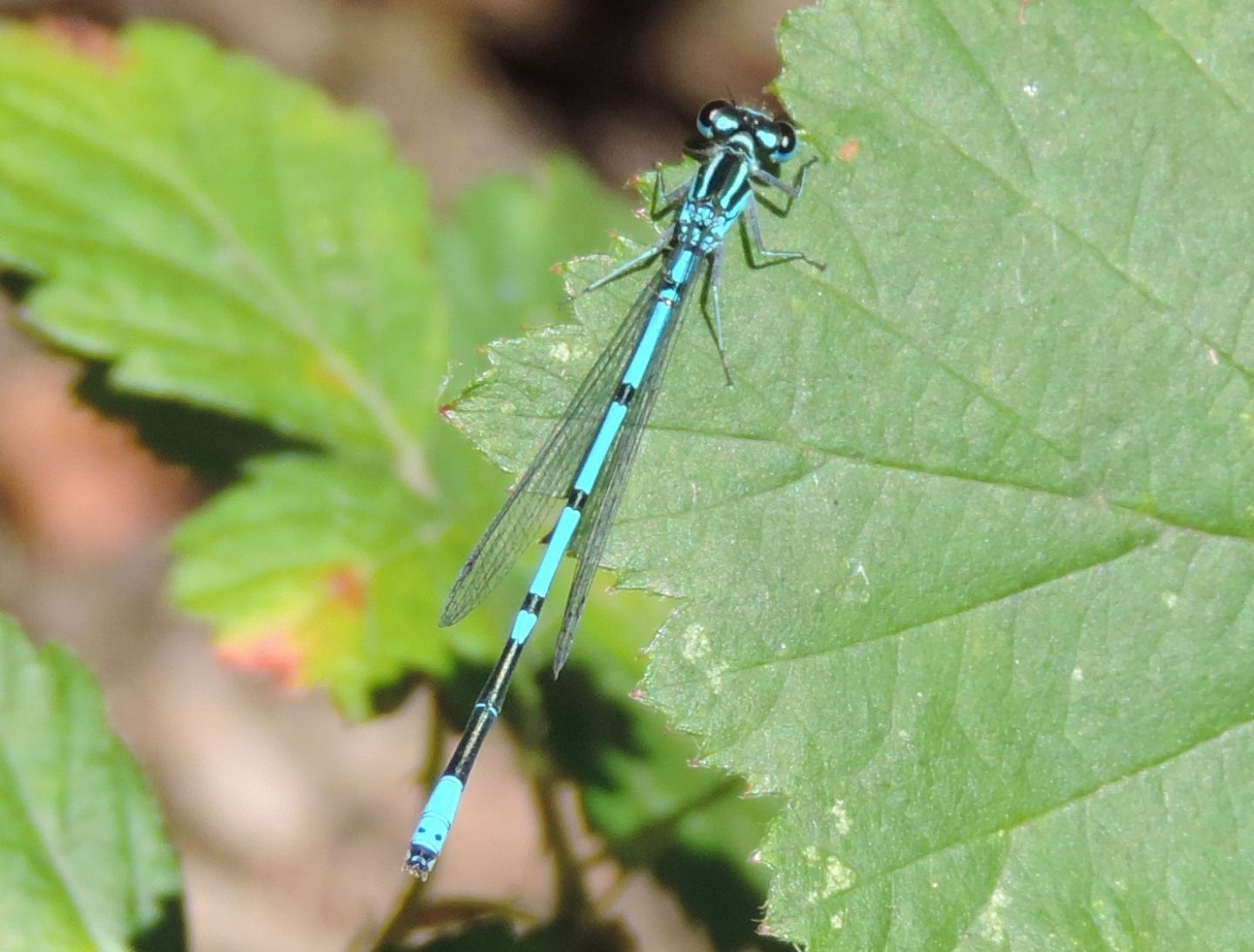 Tutte Coenagrion puella?