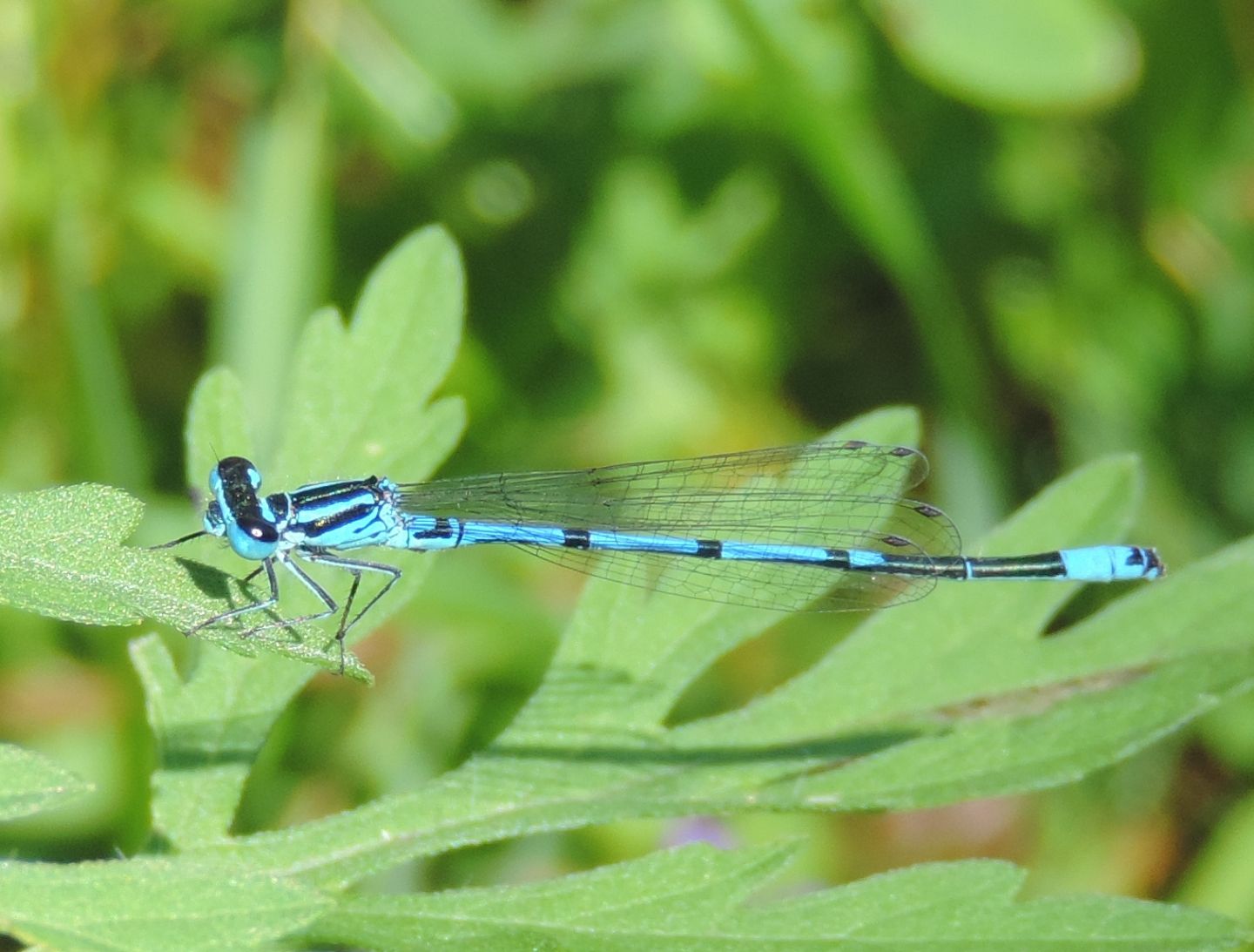 Tutte Coenagrion puella?