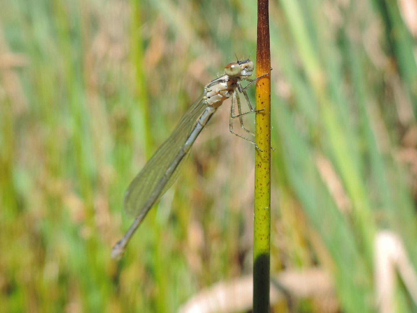 Tutte Coenagrion puella?