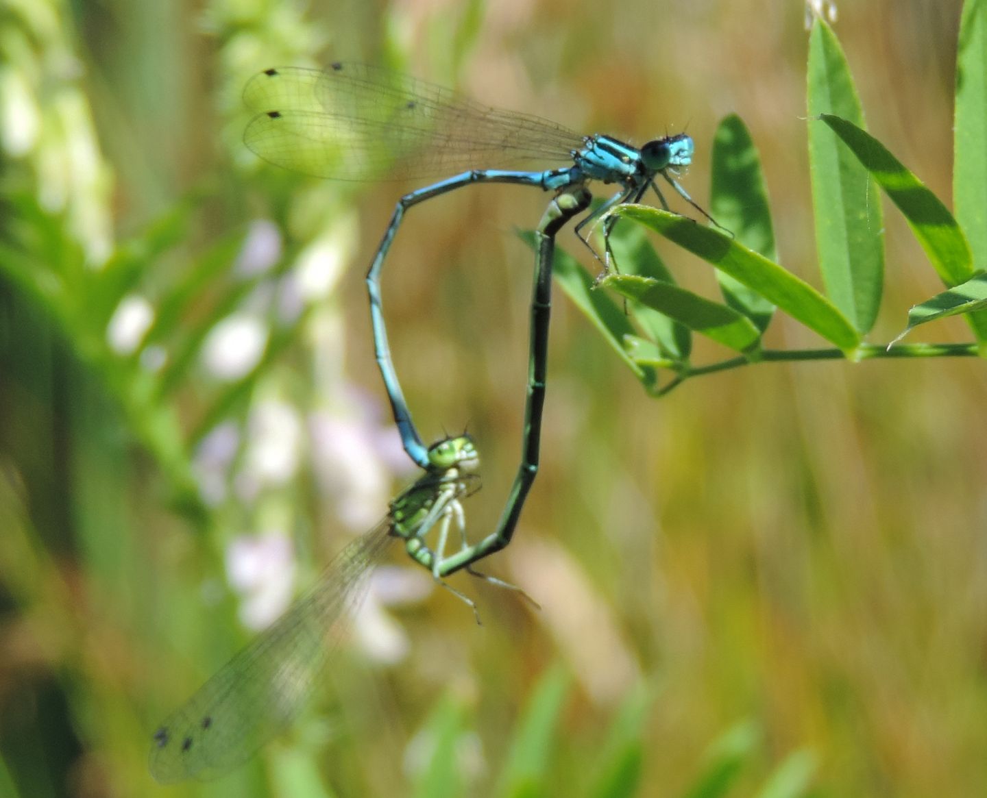 Tutte Coenagrion puella?