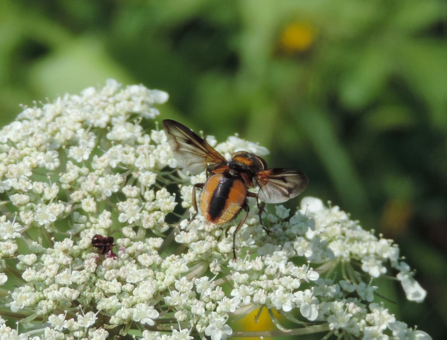 Ectophasia crassipennis? S, maschio