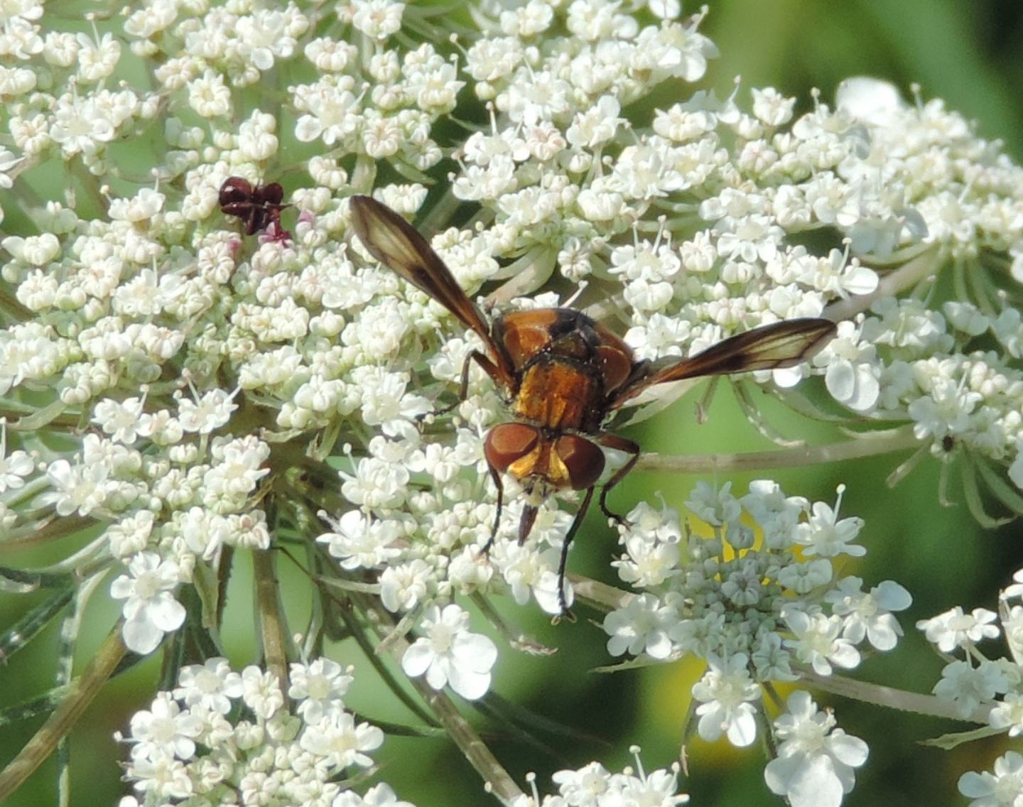 Ectophasia crassipennis? S, maschio