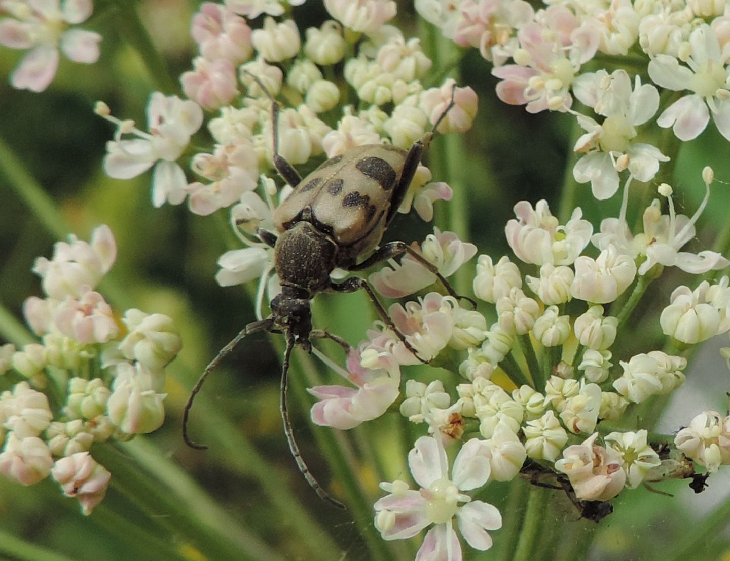 Pachytodes cerambyciformis, Cerambycidae