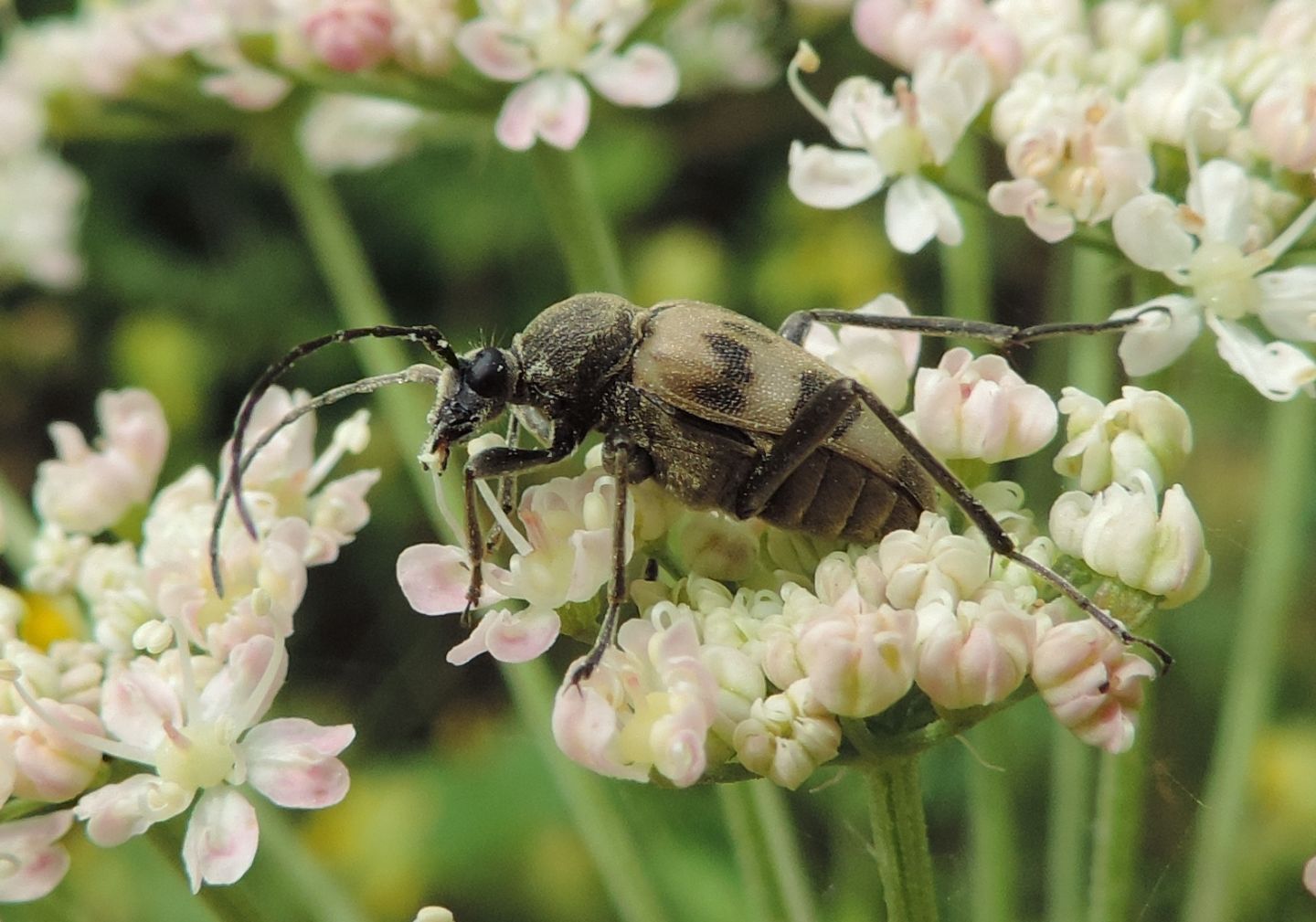 Pachytodes cerambyciformis, Cerambycidae