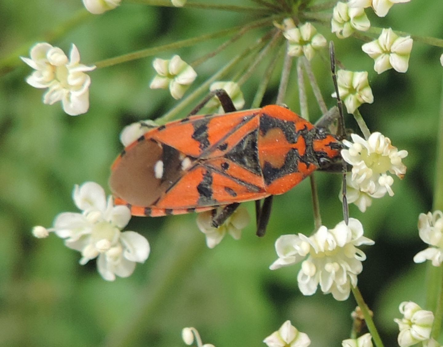 Spilostethus pandurus? S