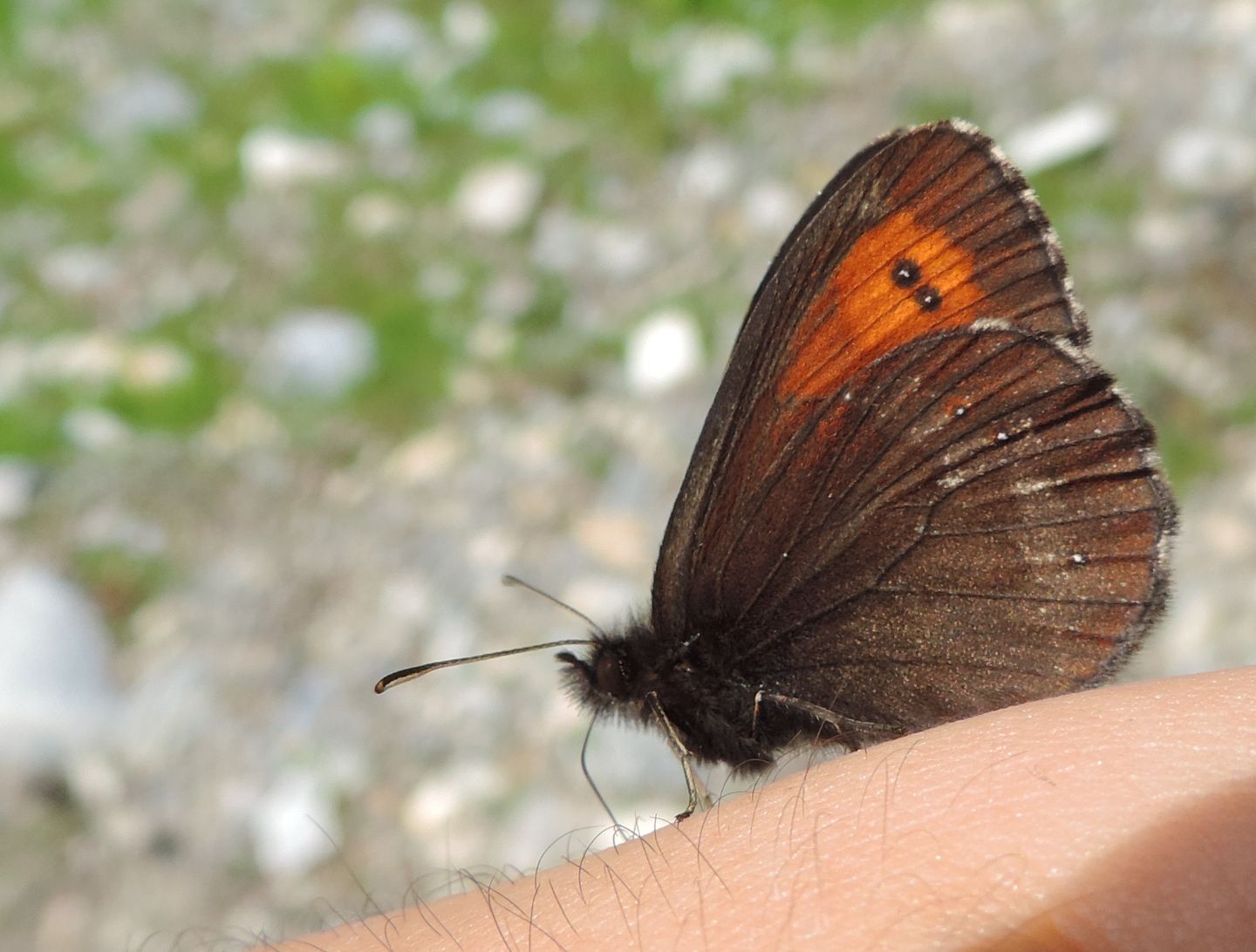 Erebia da identificare