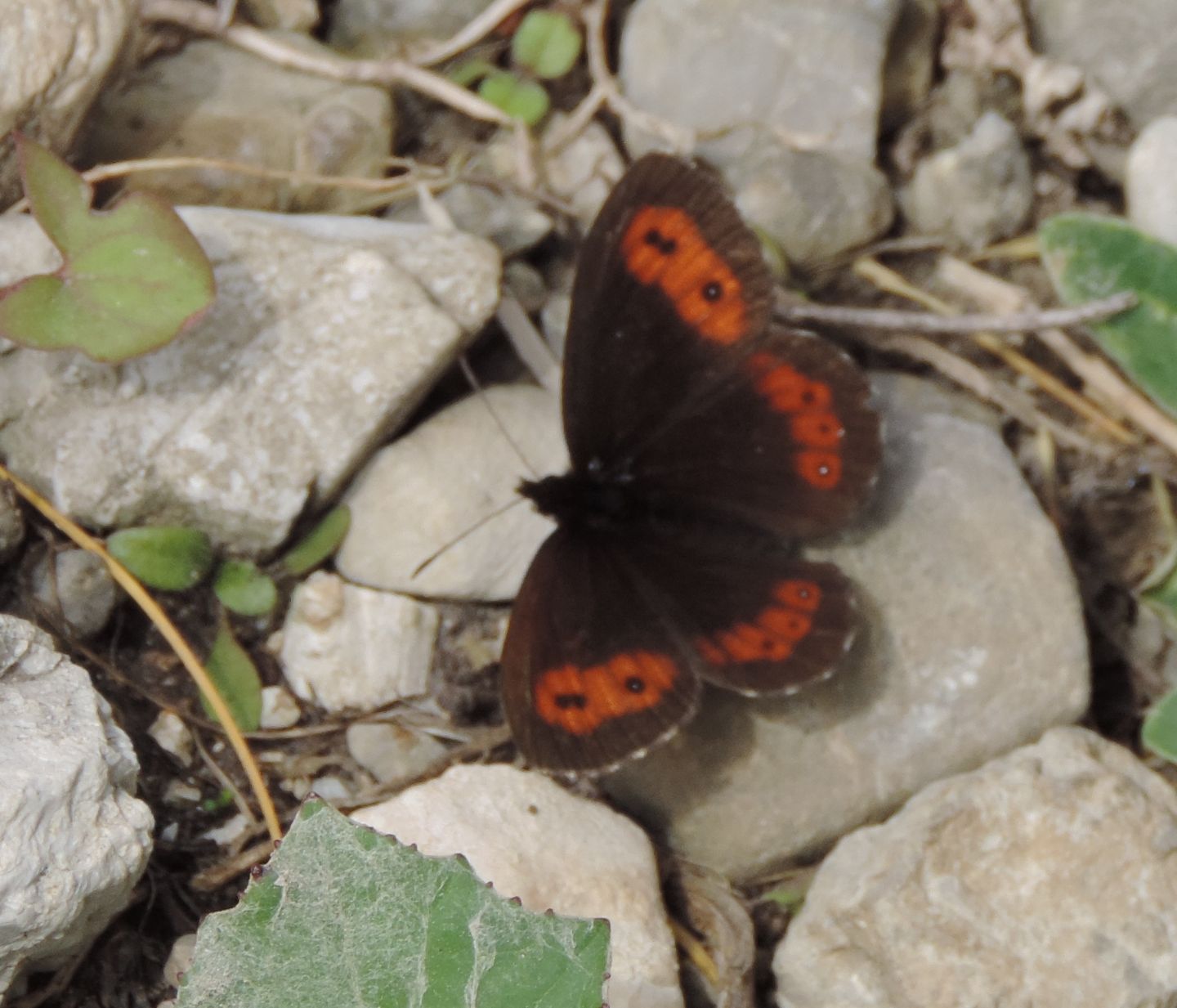 Erebia da identificare