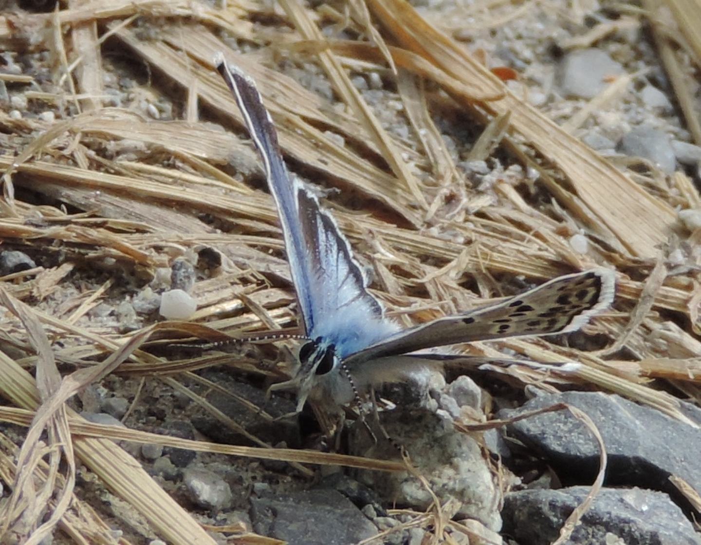 Licenide della Val Maira da identificare