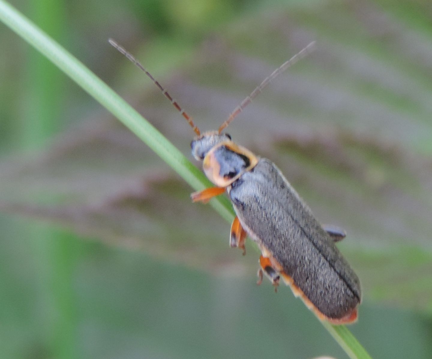 Cantharis nigricans, Cantharidae