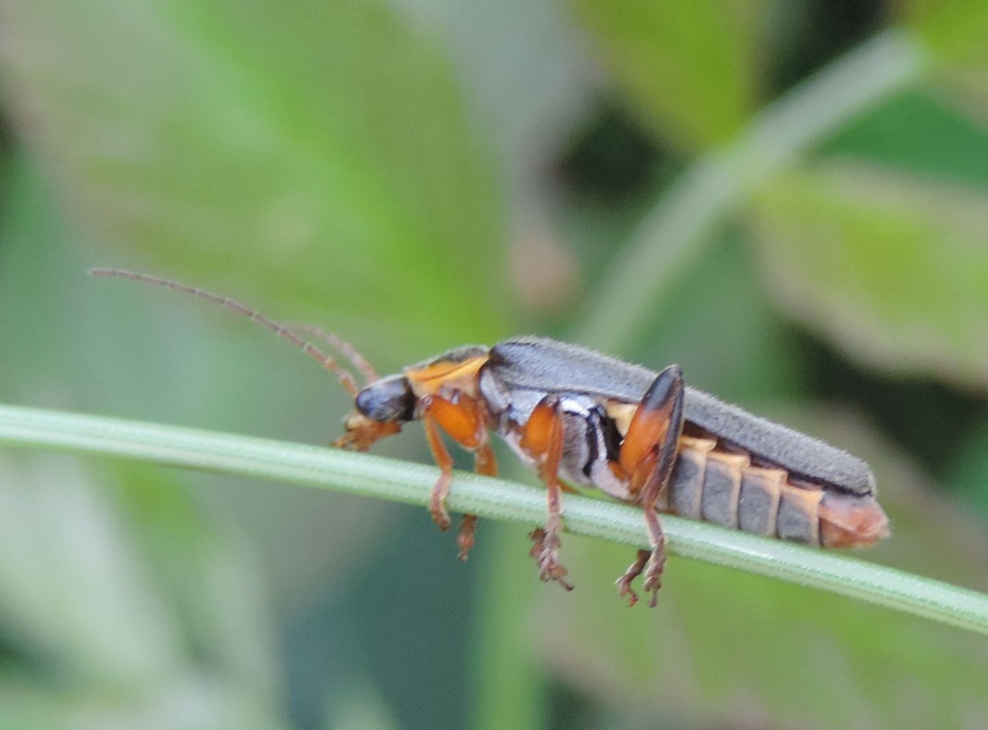 Cantharis nigricans, Cantharidae