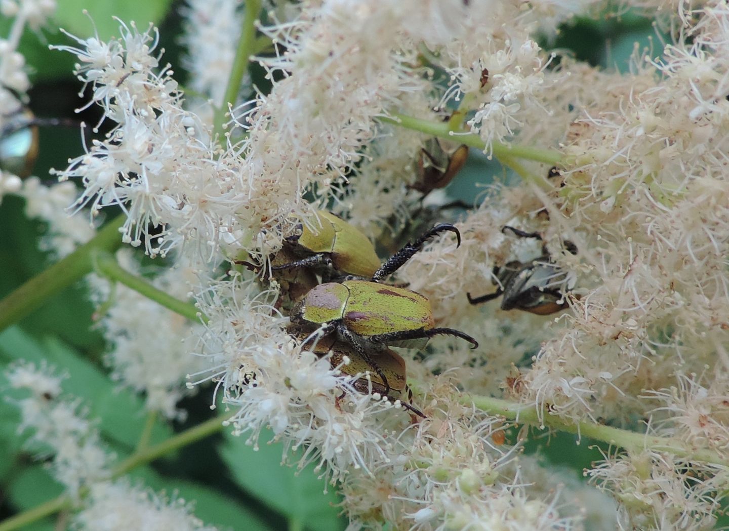 domanda su Hoplia argentea.