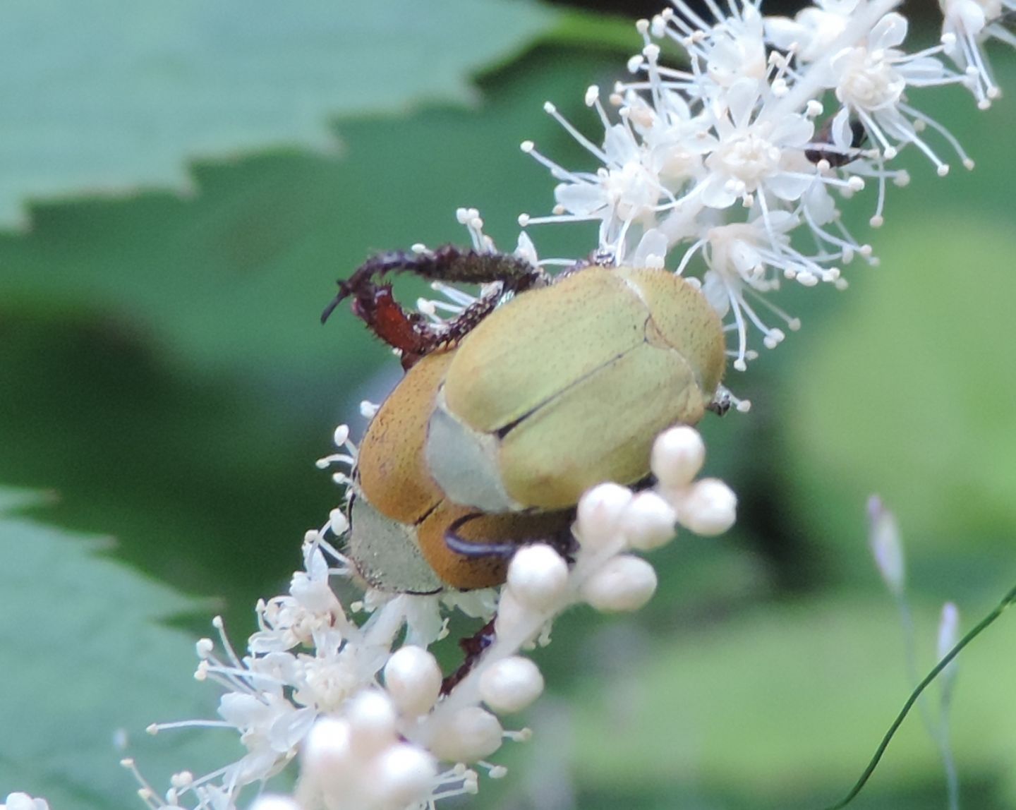 domanda su Hoplia argentea.