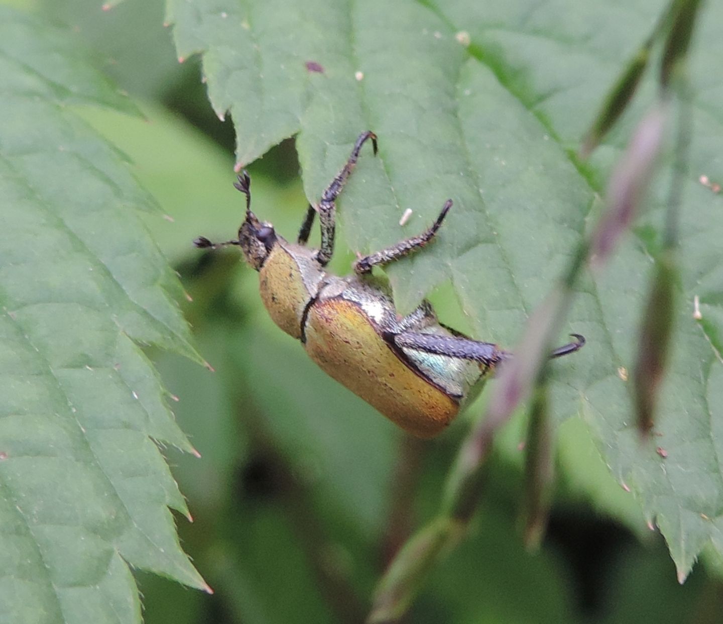 domanda su Hoplia argentea.