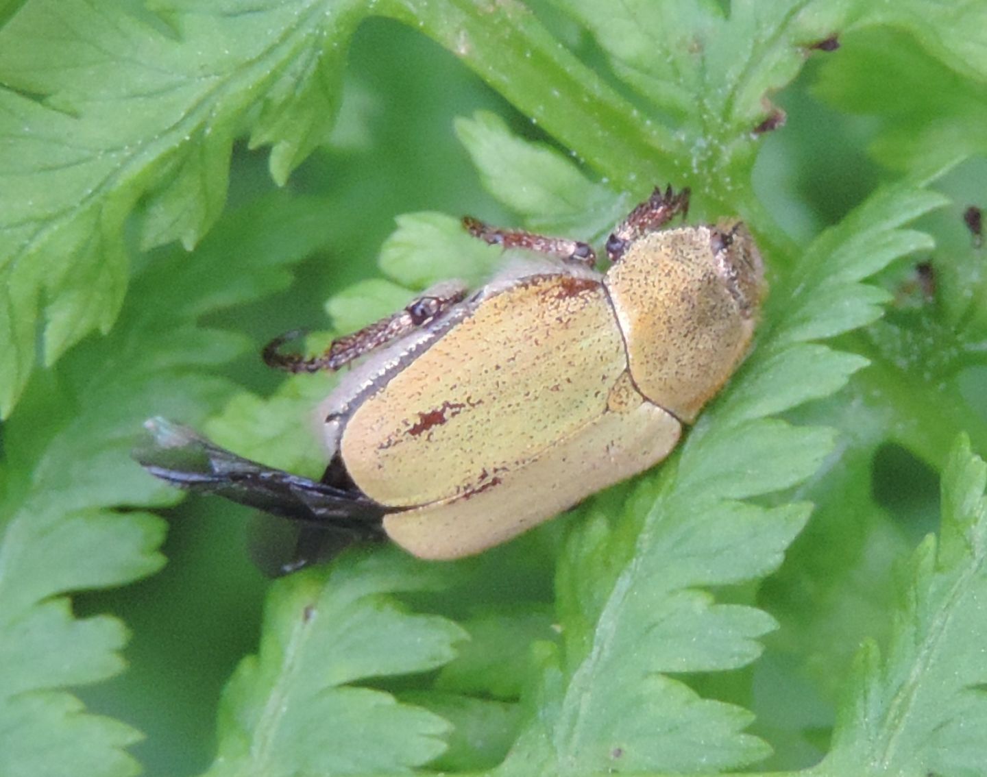 domanda su Hoplia argentea.