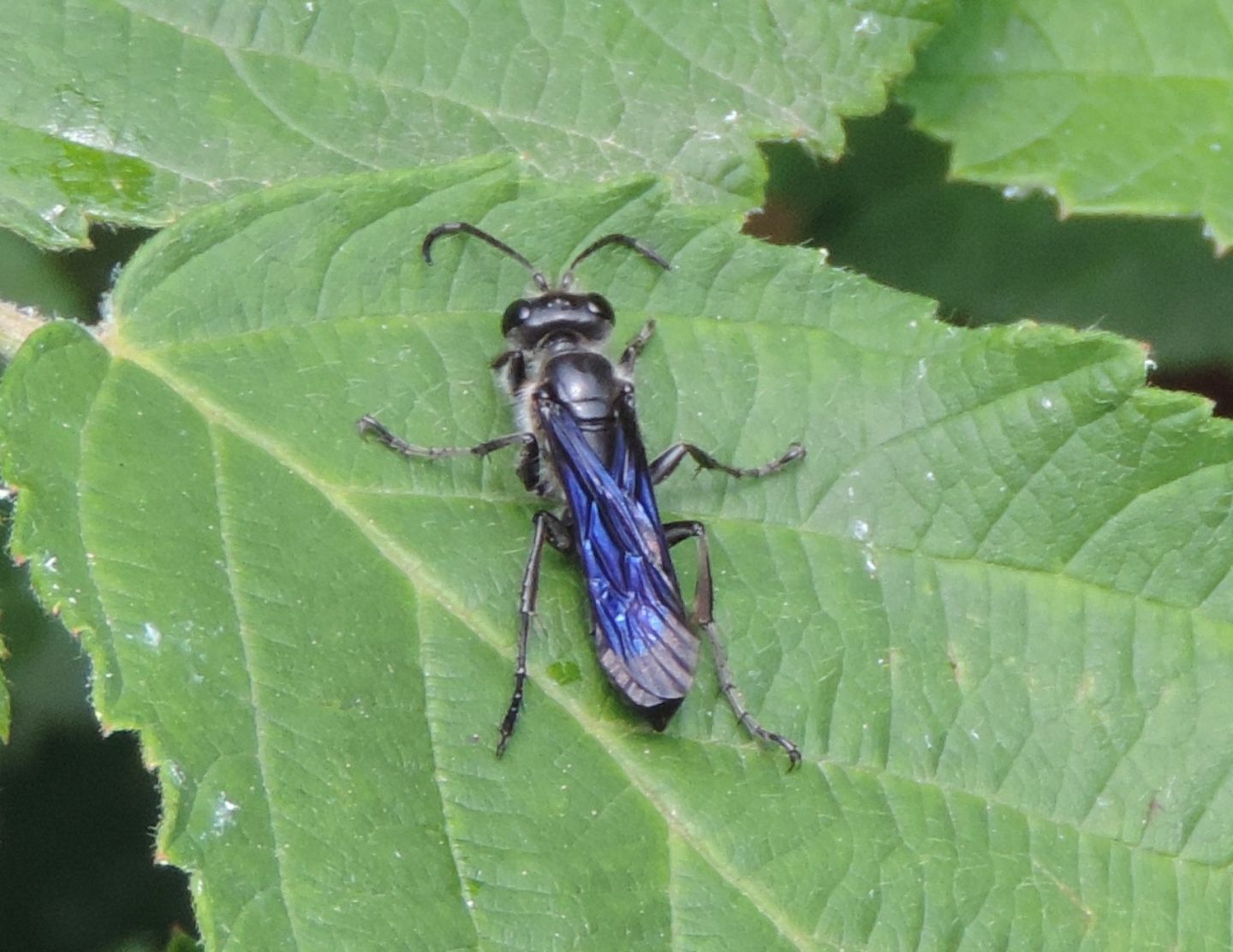 Pompilidae? No. Isodontia mexicana, maschio, Sphecidae