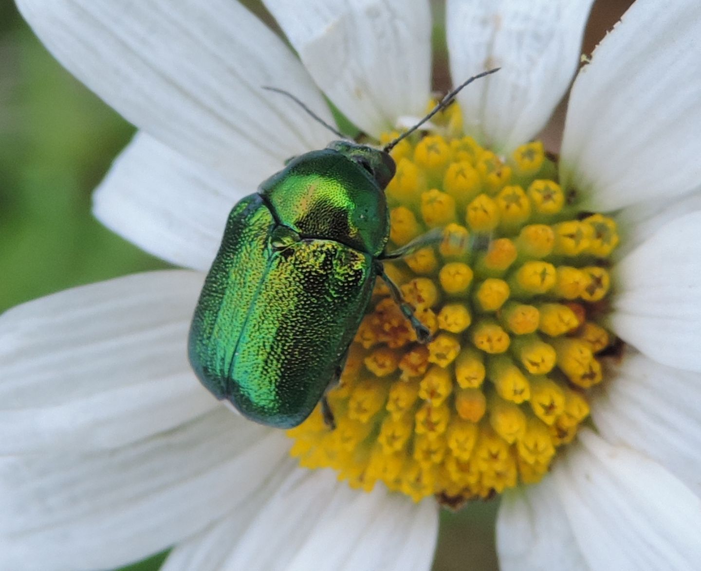 Cryptocephalus cfr. aureolus, Chrysomelidae