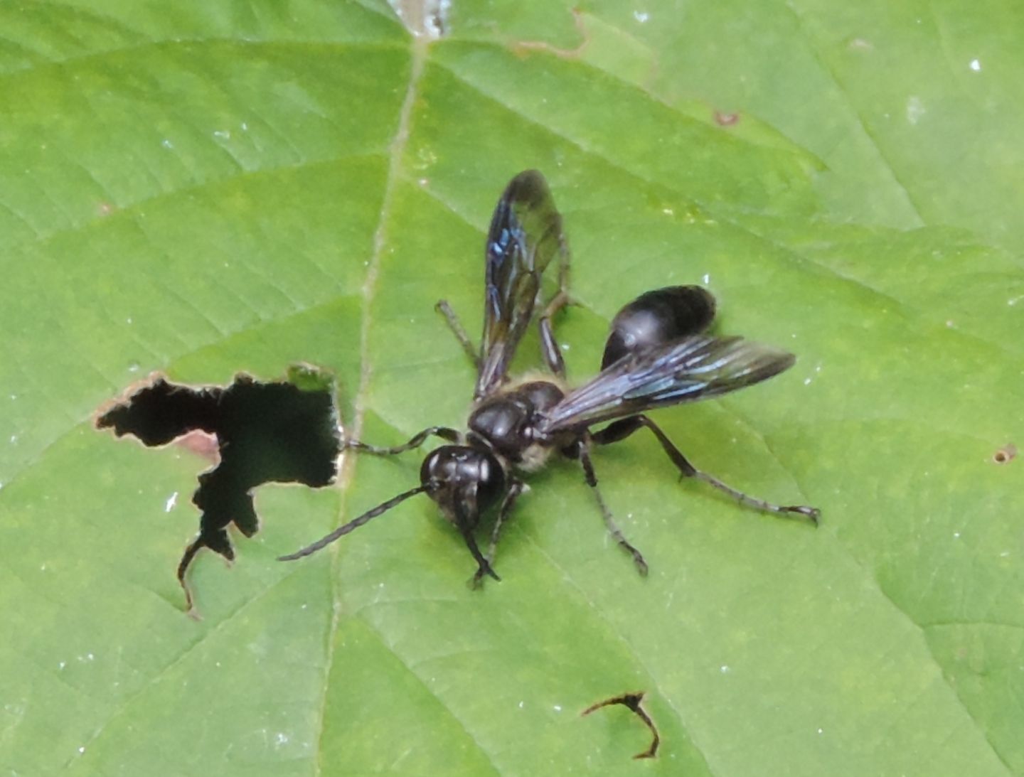 Pompilidae? No. Isodontia mexicana, maschio, Sphecidae