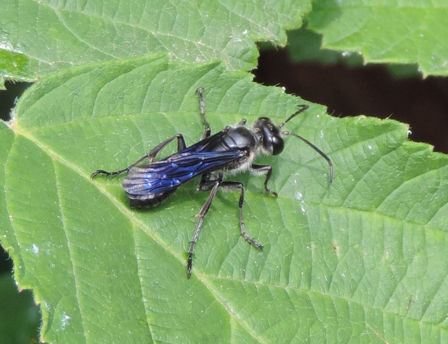 Pompilidae? No. Isodontia mexicana, maschio, Sphecidae