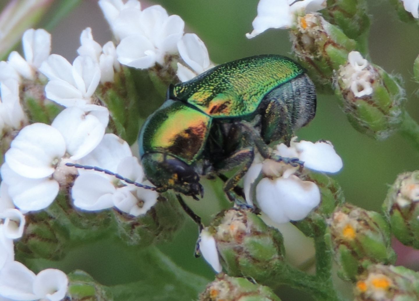 Cryptocephalus cfr. aureolus, Chrysomelidae