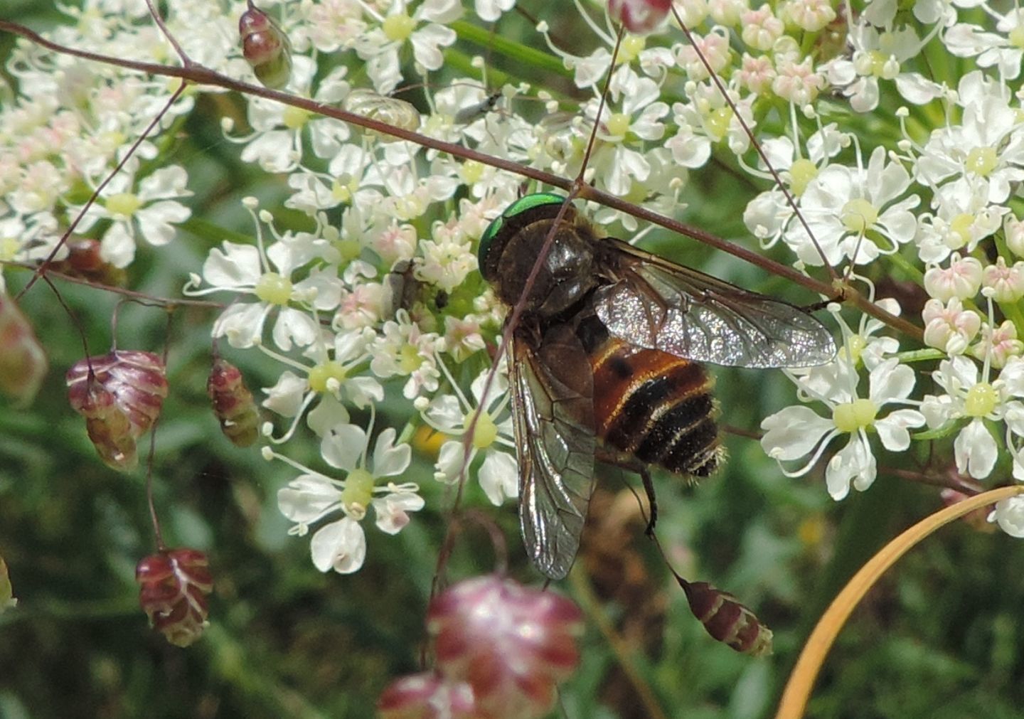 Quale Philipomyia? Philipomyia cf aprica, maschio