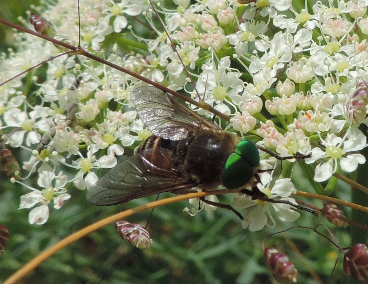 Quale Philipomyia? Philipomyia cf aprica, maschio