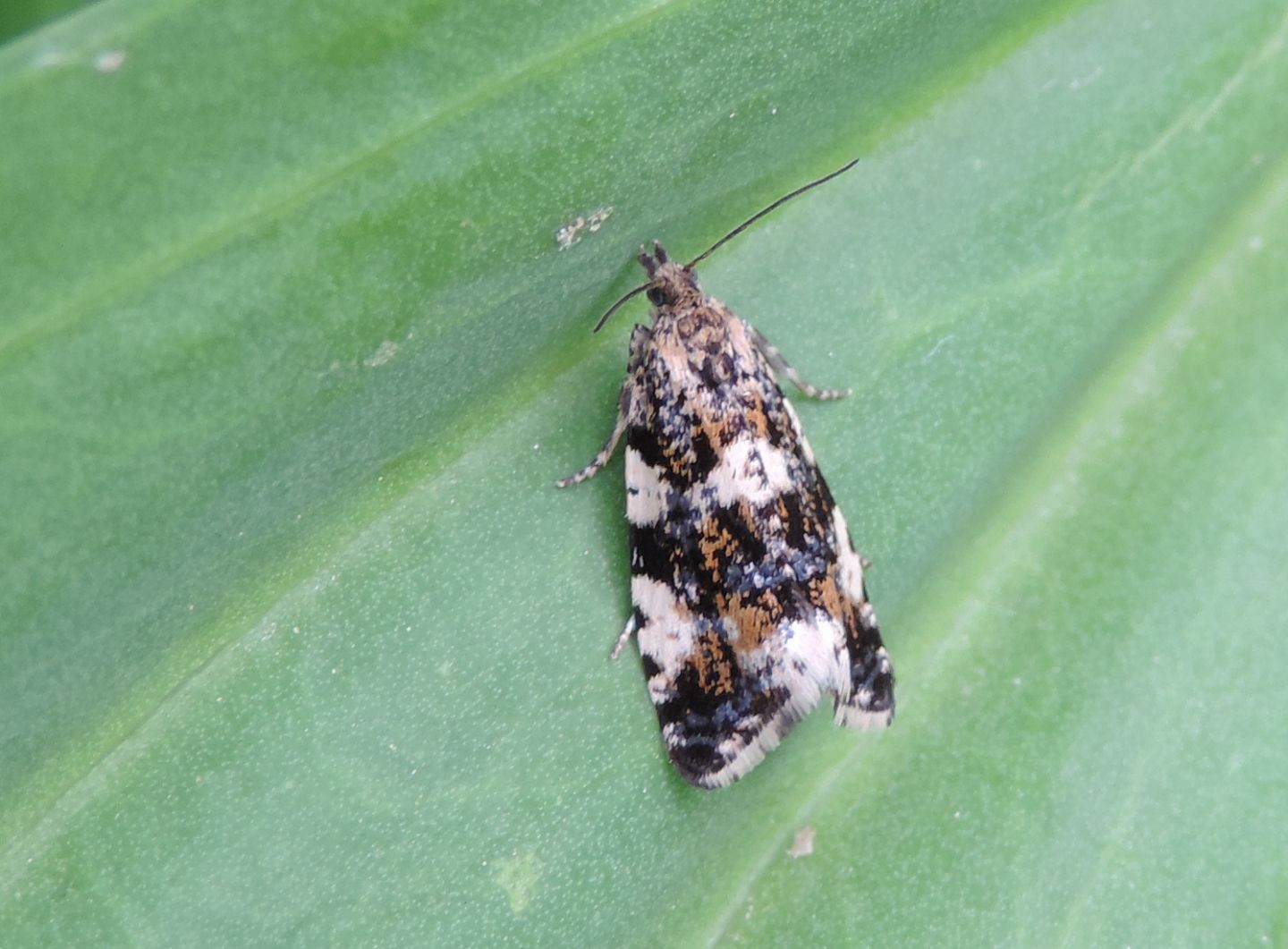 falena di montagna :  Aterpia corticana, Tortricidae