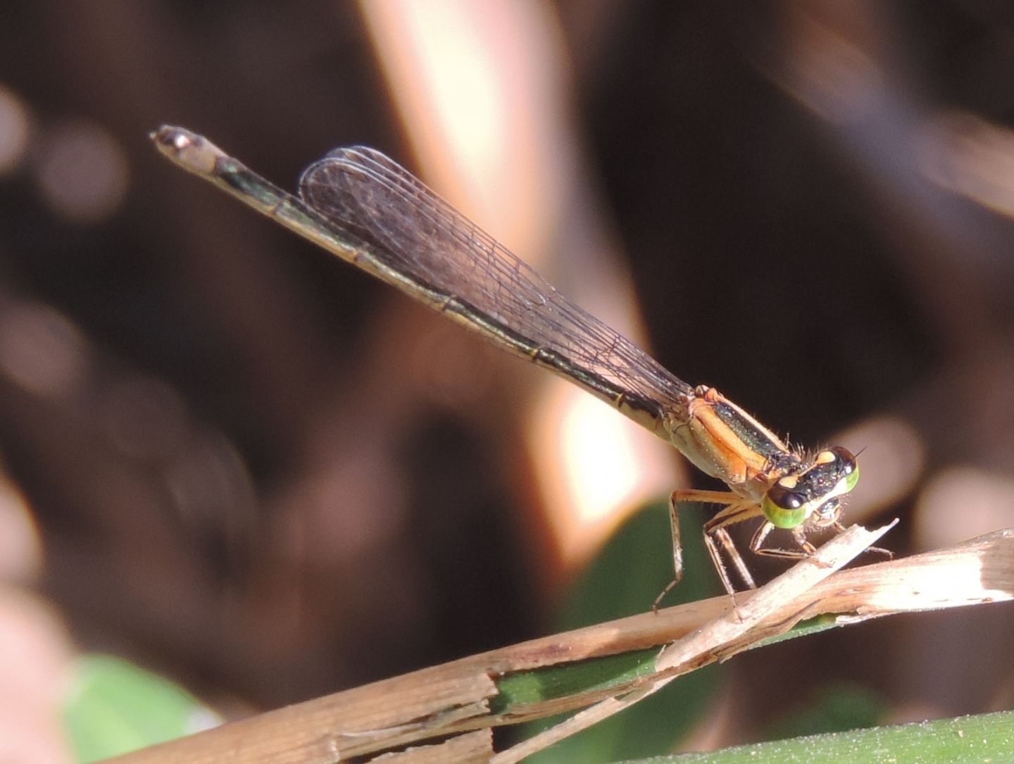 Ischnura elegans