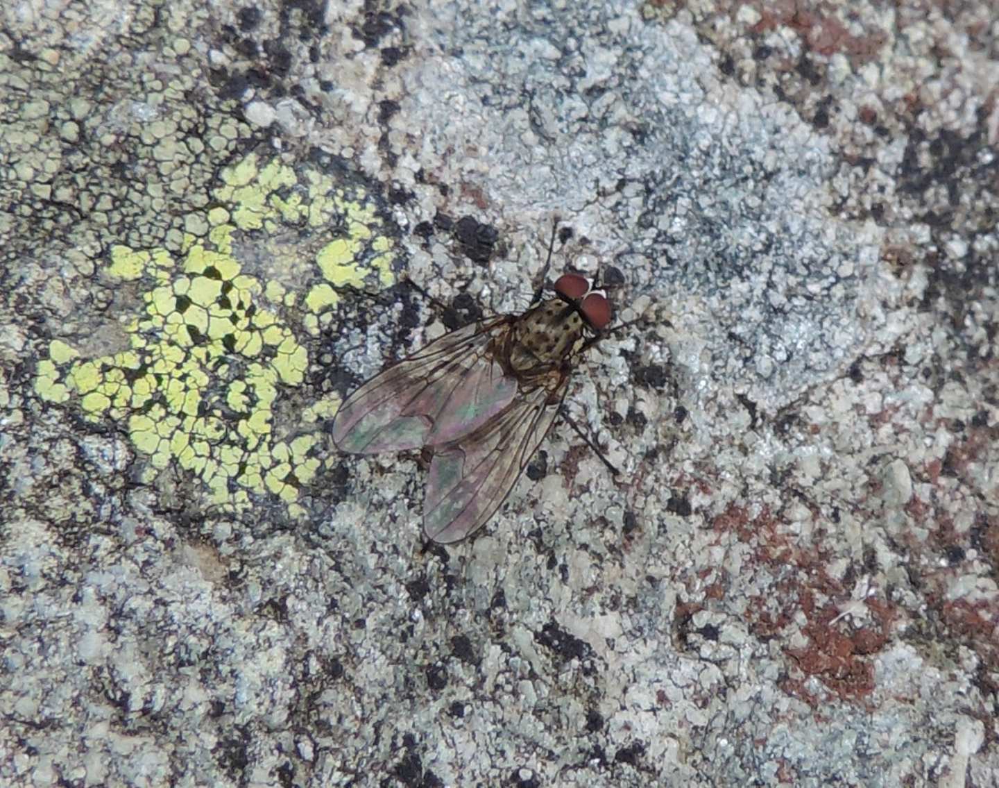 Piccola mosca di montagna: Hylemya sp. (Anthomyidae)