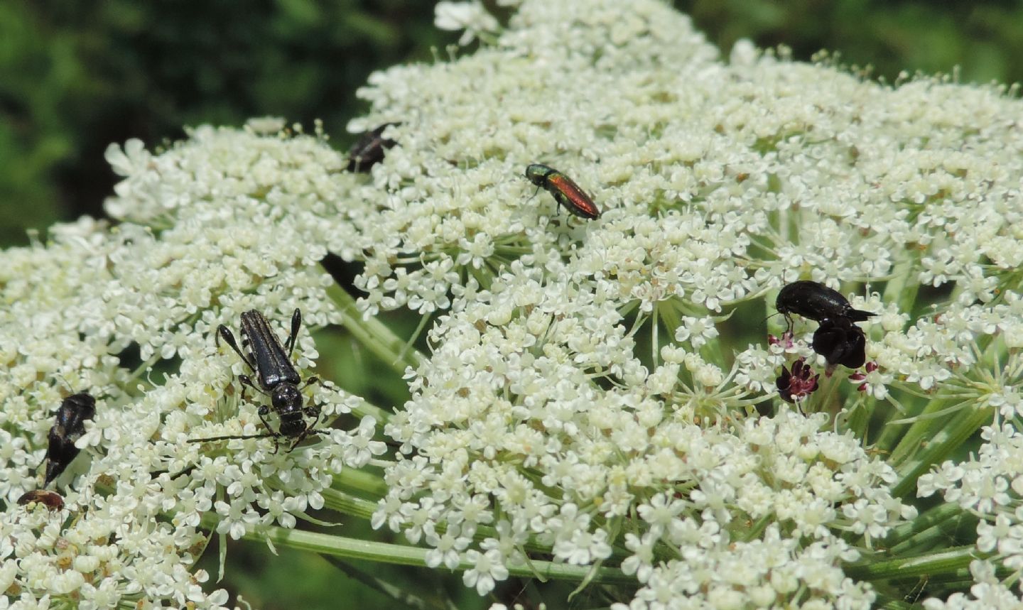 Anthaxia cichorii, Buprestidae