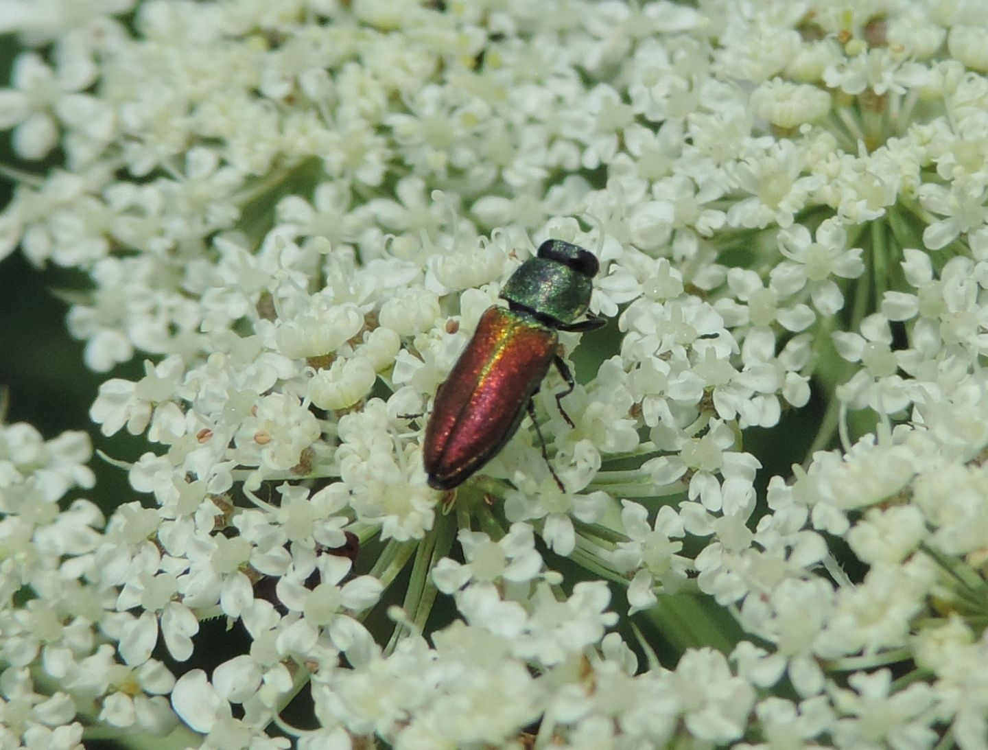 Anthaxia cichorii, Buprestidae