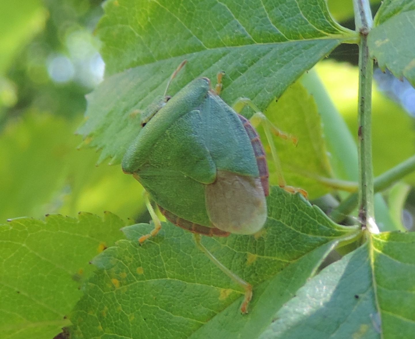 Palomena prasina?