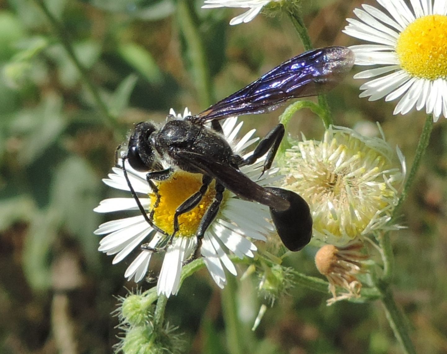 Sphecidae: Isodontia mexicana