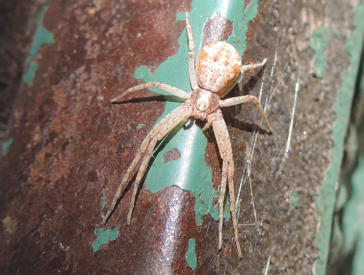 Thomisidae? No. Philodromus sp. - Torino