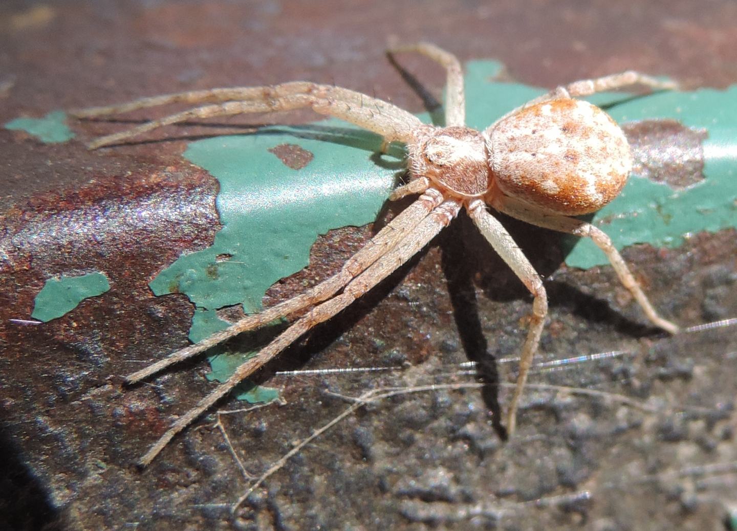 Thomisidae? No. Philodromus sp. - Torino