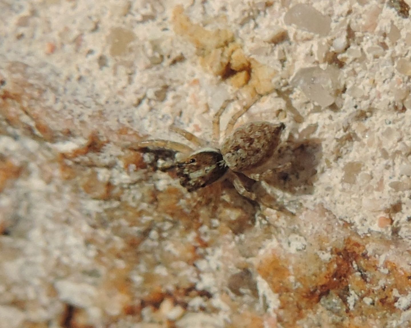 giovane Menemerus semilimbatus  - Avila (Spagna)