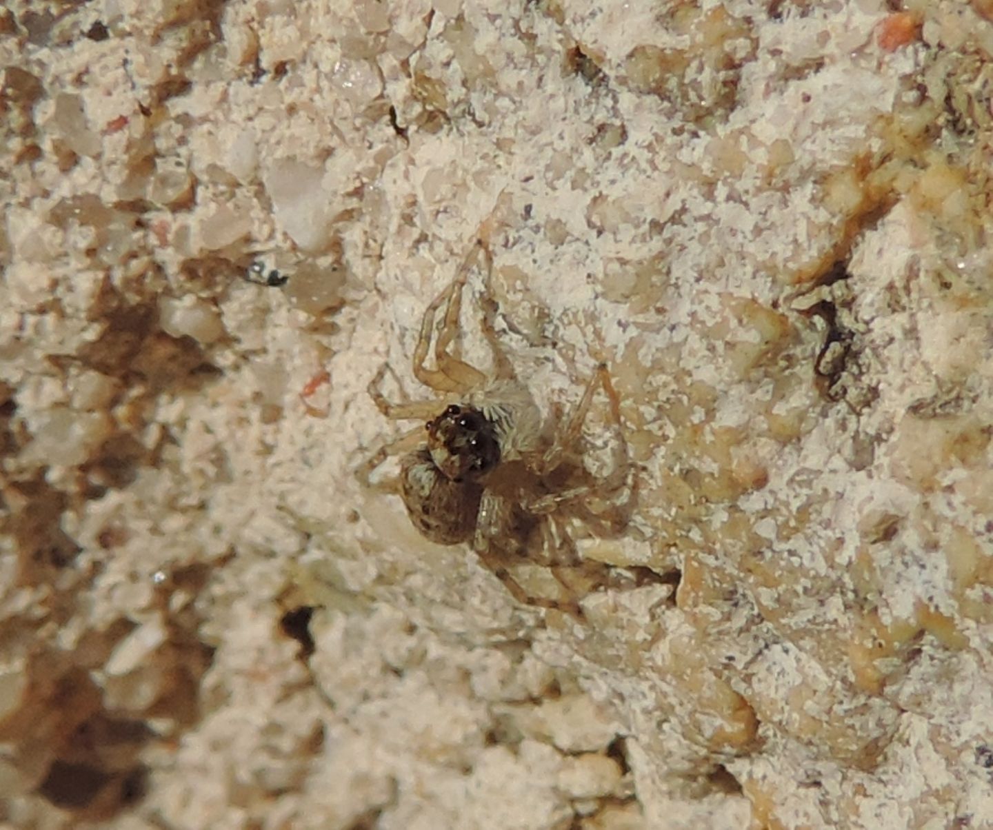 giovane Menemerus semilimbatus  - Avila (Spagna)