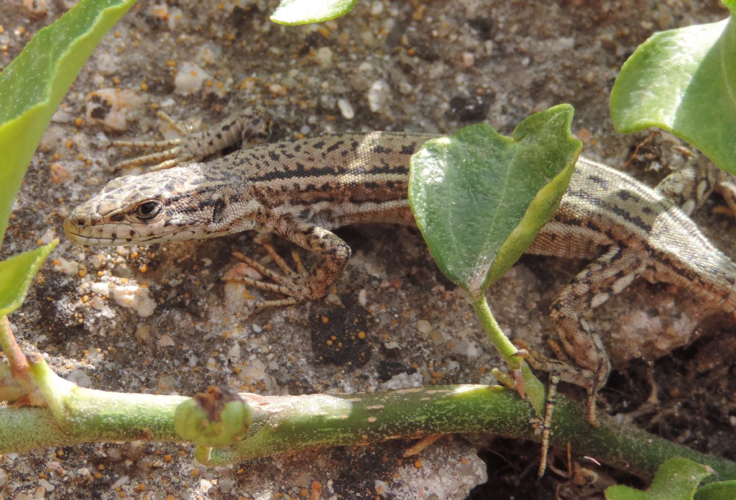 Podarcis spagnola da identificare