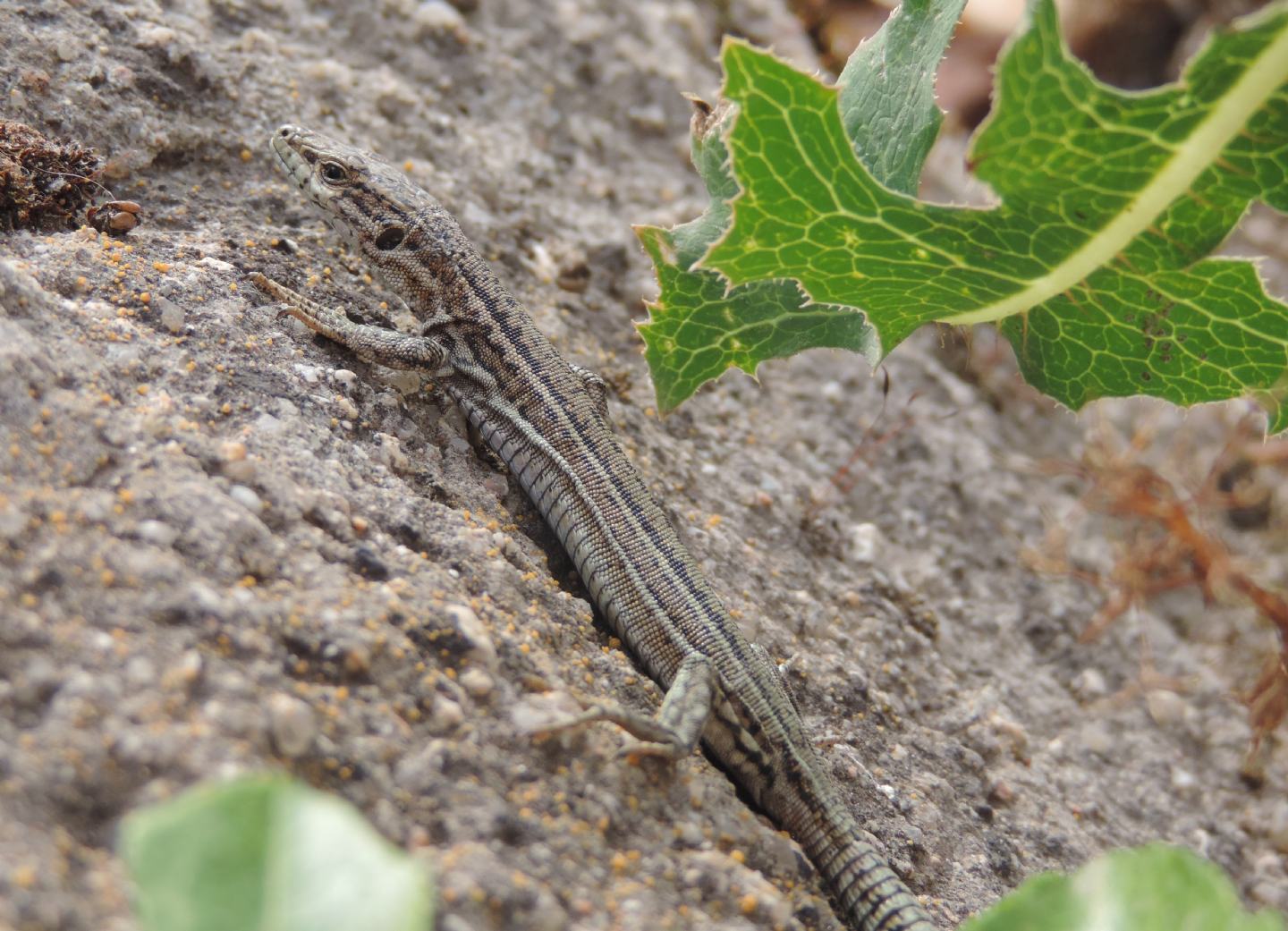 Podarcis spagnola da identificare