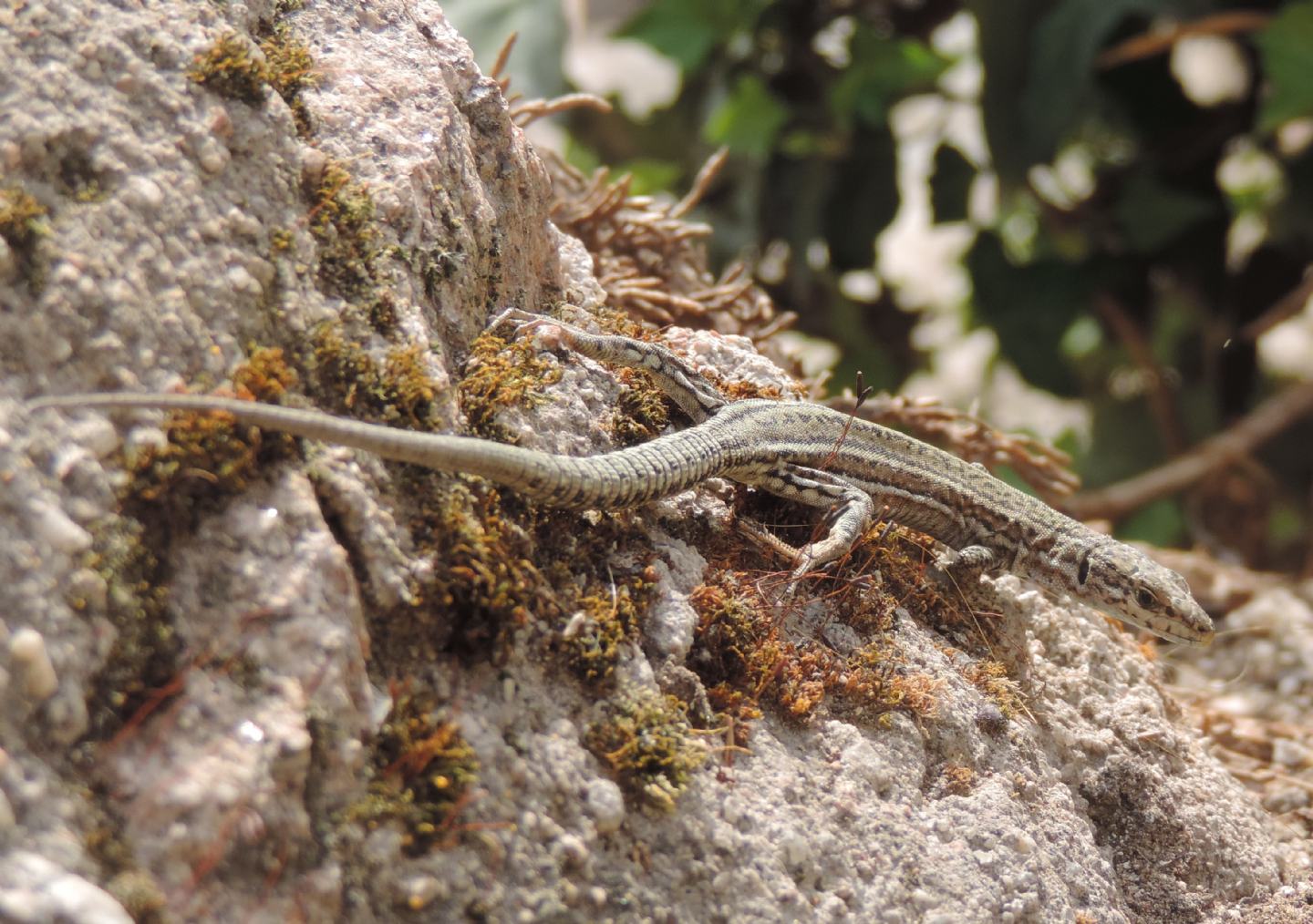 Podarcis spagnola da identificare