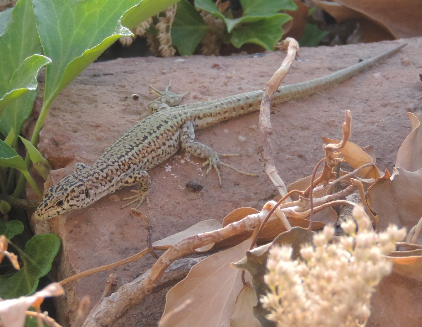 Podarcis spagnola da identificare