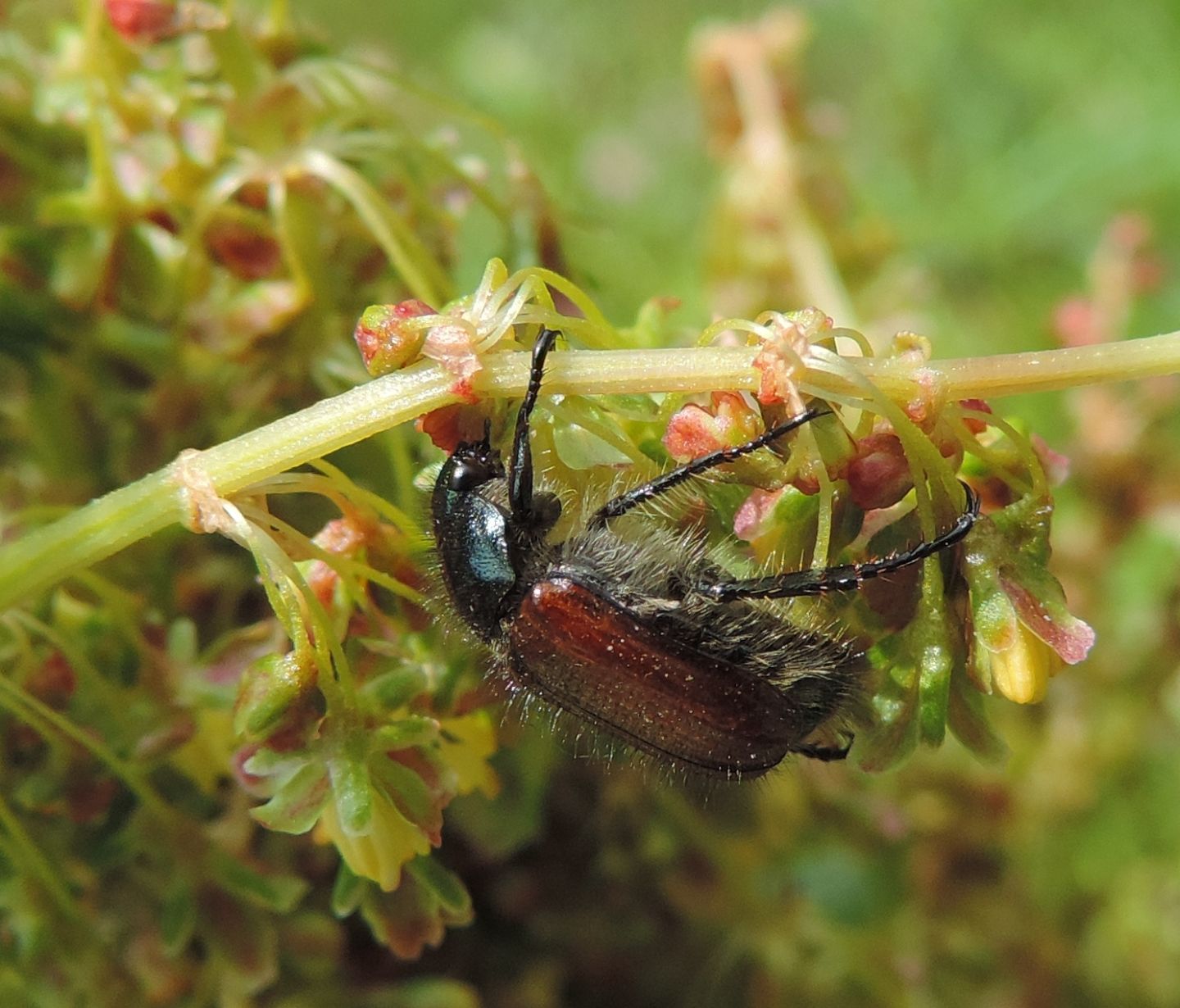 Rutelidae: Phyllopertha horticola? S